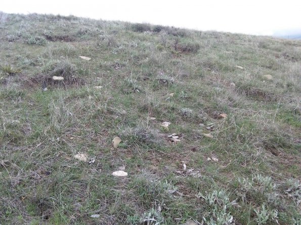 Soil at Aýal Ölän South