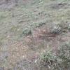 Soil at Syrt