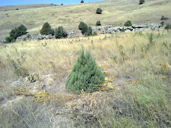 2012 09 15 Junipers and Other Wild Trees in Orchard Prosper 1