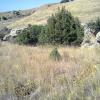 2012 09 15 Junipers and Other Wild Trees in Orchard Prosper 3