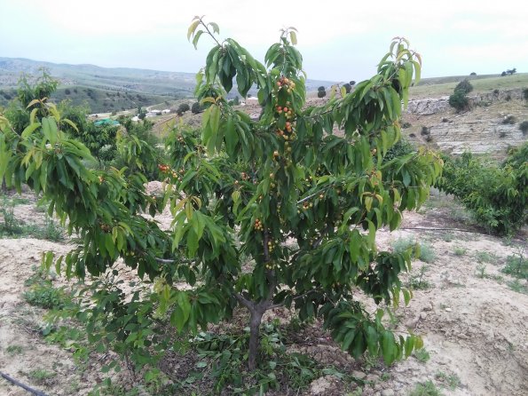 Cherries 2016 Getting Ripen