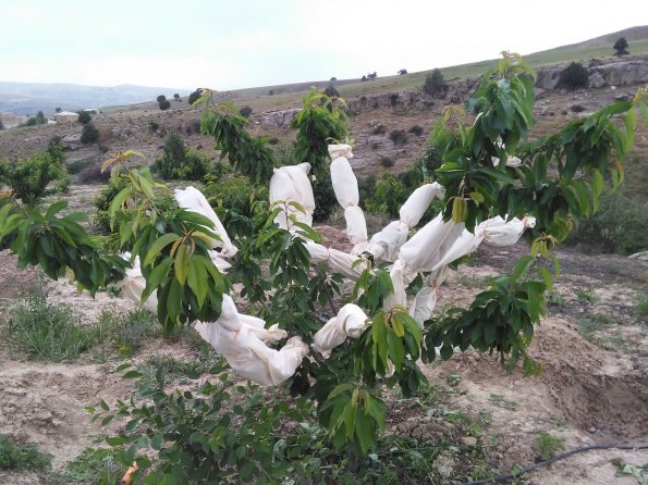 Cherries Protected