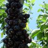 Cherry-1