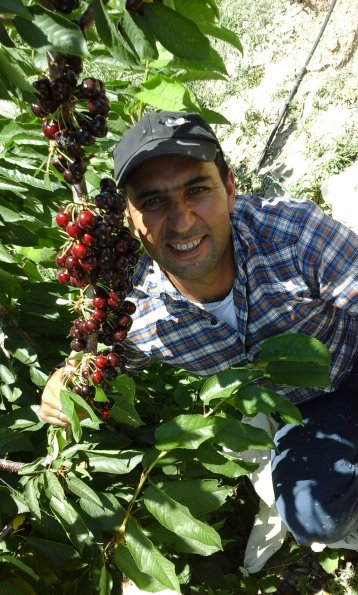 Cherry-2