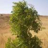 Ernap-Tree