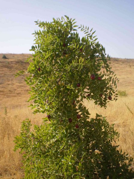 Ernap-Tree