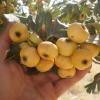 Hawthorn-1