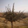 Hawthorn-Tree