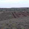 New Raspberry Field Preparation
