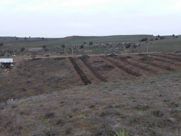 New Raspberry Field Preparation