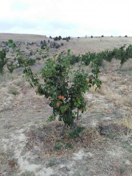 Pears Local Lampa Variety