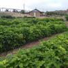 Raspberry Uncut