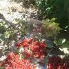 Red-Currant-Collected