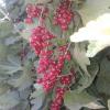 Red-Currant-Fruiting