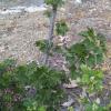 White Currant Blossom Early (Begionning April 2016)