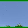Aphid Eating Bugs Flying Over Almond Zoomed
