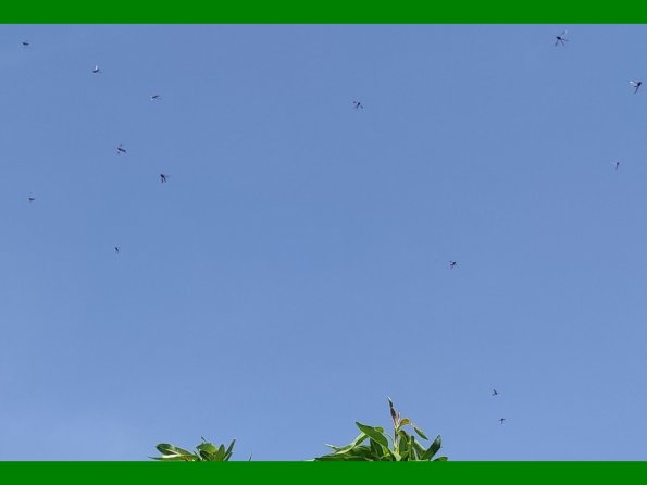 Aphid Eating Bugs Flying Over Almond Zoomed