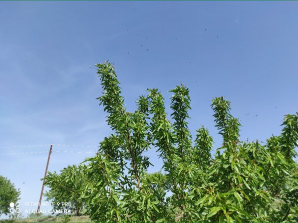 Aphid Eating Bugs Flying Over Almond