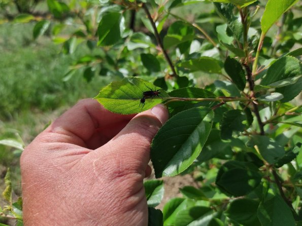 Aphid Eating Flying Bug Male and Female