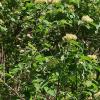 IMG_20210518_081011