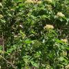 IMG_20210518_081015