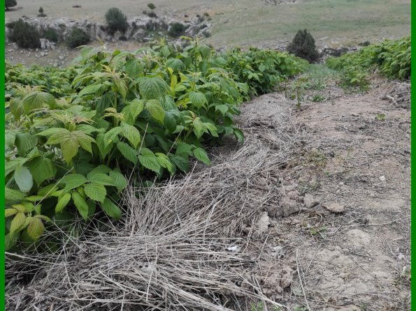 Raspberry Covered With Cut Old Weeds Beneath