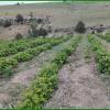 Raspberry Rows With Weeds Cut