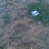 2011 11 08 Footprint of Porcupine Damaged Apricot