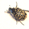 BQ-Bug-C1