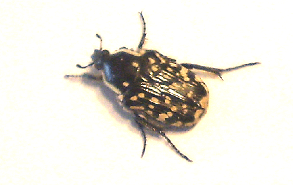 BQ-Bug-C1