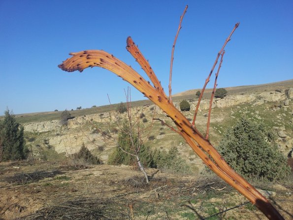 Cherry Anomaly Branch Appearance 1