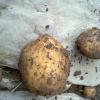 Potatoe 1