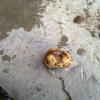 Potatoe 2