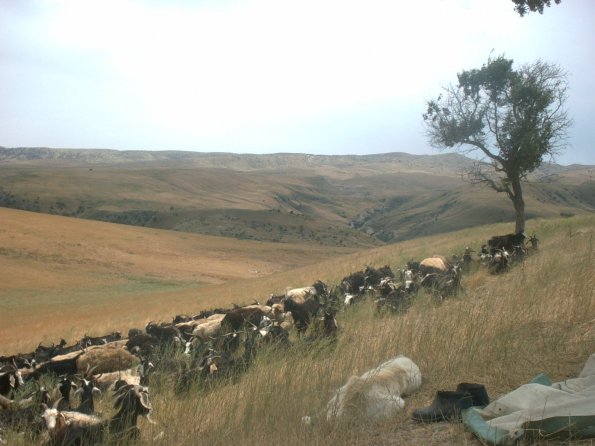Goats and Sheep 3