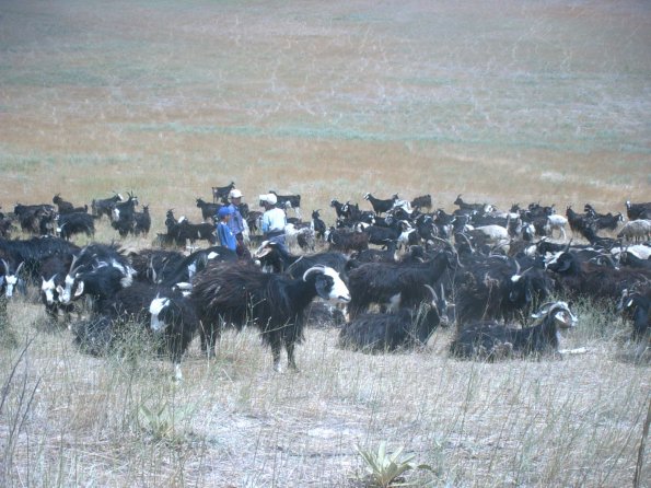 Goats and Sheep 4