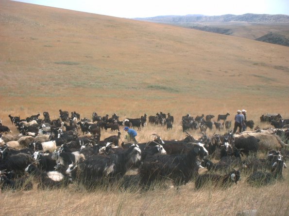 Goats and Sheep 5