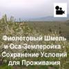 Фиолетовый Шмель и Оса