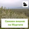 Сажаем Вишню на Мургапе