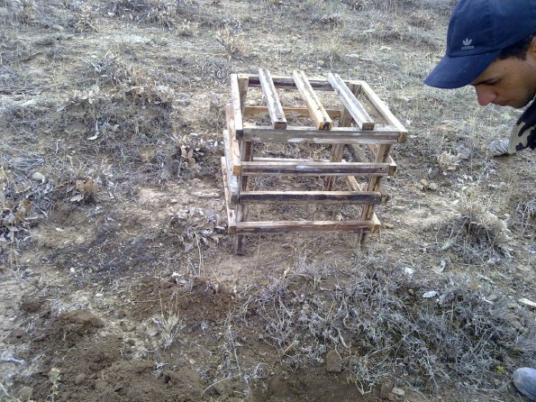 2011 10 26 - Replanting Juniper - Cage Made to Protect Stock from Livestock