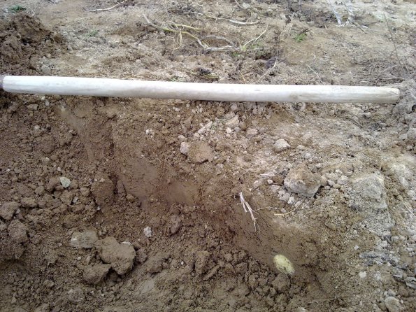 2011 10 26 - Replanting Juniper 1