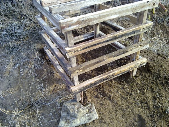 2011 10 26 - Replanting Juniper 4