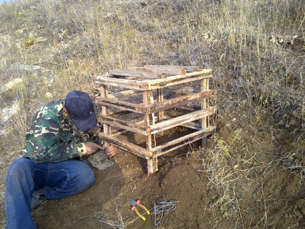 2011 10 26 - Replanting Juniper 5