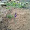 Weeds in Blossom Apr-May 031